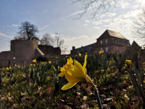 Blühende Osterglocke im Frühling im MüGa-Park am Schloß Broich